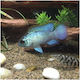 Blue Neon Acara 3cm