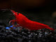 Bloody Mary Neocaridina Davidi Aquarienfische 1,5-2cm