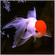 Oranda Redcap Grade A 6cm