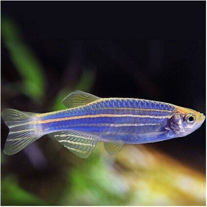 Zebra Danio Neon Blau 2,5-3cm