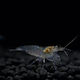 Caridina Multidentata Japonica Crevete Amano 2-3 Cm