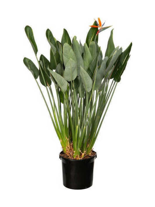 Oem Στρελίτσια Ή Στερλίτσια Strelitzia Reginae 20 Lt 80/100