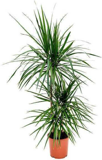 Oem Δράκαινα Μαρτζινάτα Dracaena Marginata 5 Lt 80/100
