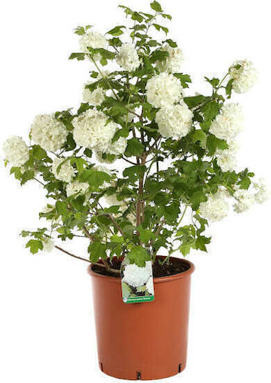 Oem Viburnum Opulus Schneekugel 10 Lt 80/100 Oem Viburnum Opulus Schneekugel 10 Lt 80/100
