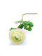 Lotus Branch White 51 X 4cm L114 Rin-l114