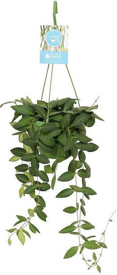 Hoya Burtoniae 14см Hoya Burtoniae 14см