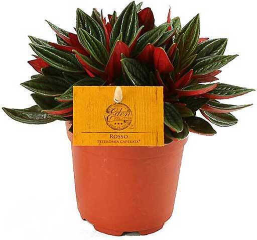 Peperomia 'rosso' 12cm