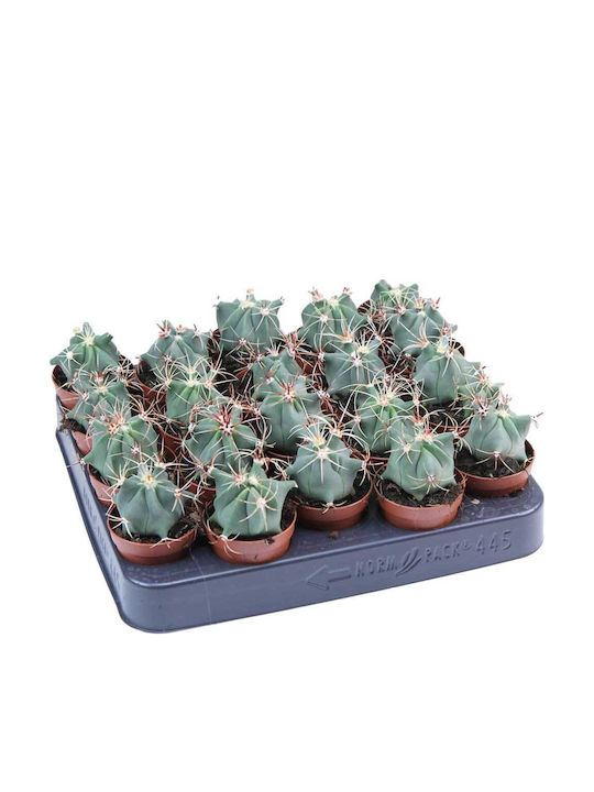 Ferocactus Electracanthus 5.5cm Ferocactus Electracanthus 5.5cm