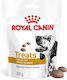 Royal Canin pentru câini sub formă de sirop