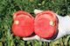 Elanco Seeds 1000pcs