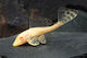 Plecostomus Gibbiceps Albino M