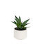 Plantă Suculentă În Ghiveci 13cm 145000