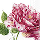 Decoupage Napkin Red Rose 1 Piece