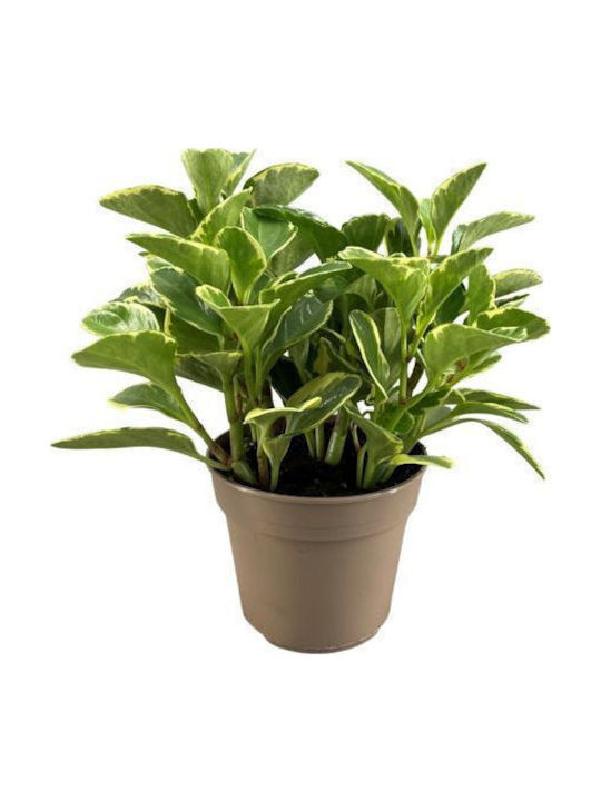 Peperomia Peperomia Obtusifolia Variegated Peperomia Peperomia Obtusifolia Variegated