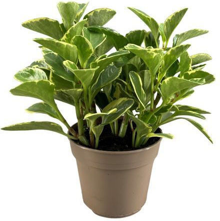 Πεπερόμια Peperomia Obtusifolia Variegated