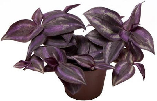 Тилеграф Tradescantia Purple Joy