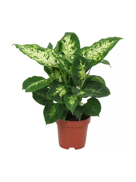 Ντιφενμπάχια Dieffenbachia Compacta Ντιφενμπάχια Dieffenbachia Compacta