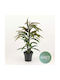 Ficus Amstel King Ficus Lyrata