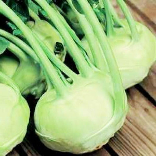 Evotris Seeds Turnip White 5gr