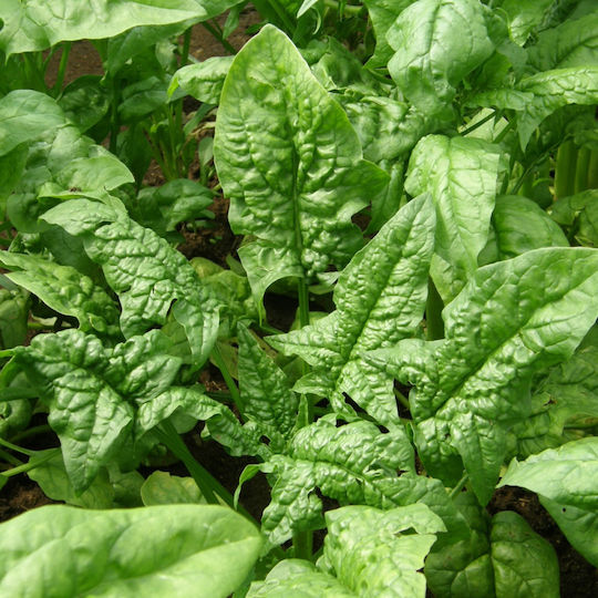 Geniki Fytotechniki Athinon Seeds Spinach Summer Spiny 1kg