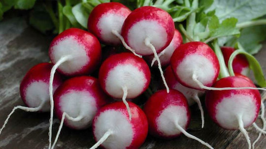 Evotris Seeds Radish Two-tone Red 7gr