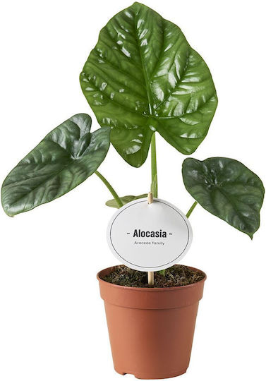 Αλοκάσια Alocasia Lukiwan