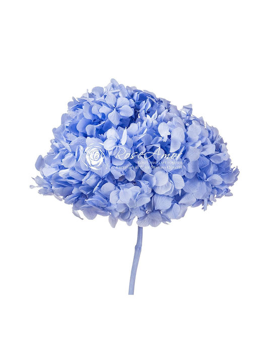 Αποχυμωμένη Ορτανσία Rose Amor Hydrangea Xl Vio89