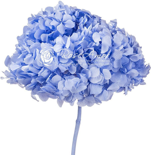 Dried Hydrangea Rose Amor Hydrangea XL Vio89