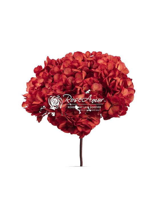 Ortansie Uscată Rose Amor Hydrangea XL Roșu04