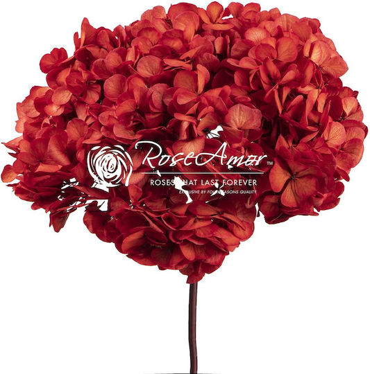 Αποχυμωμένη Ορτανσία Rose Amor Hydrangea Xl Red04