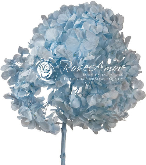 Dried Hydrangea Rose Amor Hydrangea XL Blue89