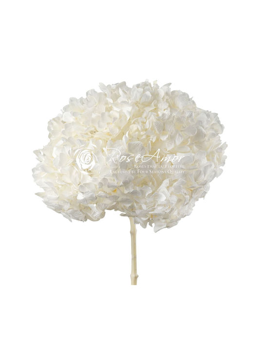 Αποχυμωμένη Ορτανσία Rose Amor Hydrangea Xl Whi01