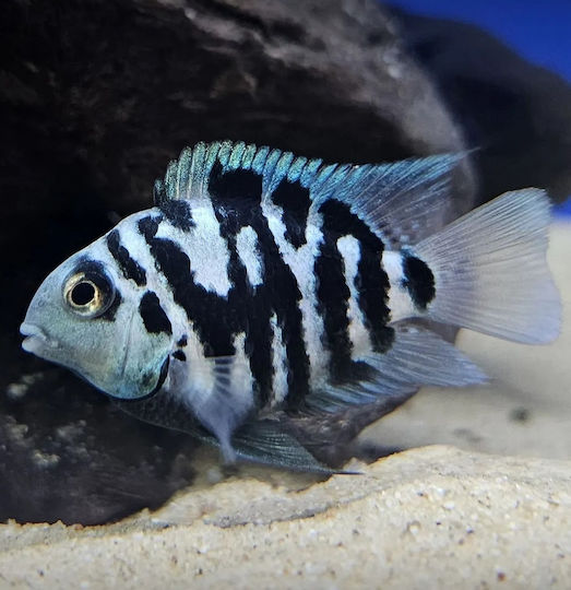 Amatitlania Nigrofasciata Корал Синьо S