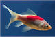 Carassius Auratus Sarasa 4-7cm