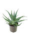 Aloe Arborescens
