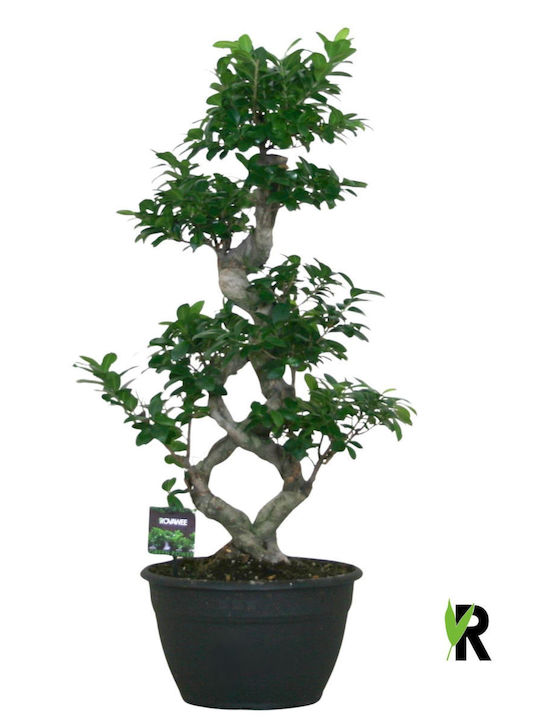 "μπονσάι Φίκος" Ficus Microcarpa Ginseng Bonsai 8-type Xl