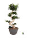 "Bonsai Ficus" Ficus Microcarpa Ginseng Bonsai S-type XXL