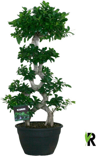 Bonsai Ficus Ficus Microcarpa Ginseng Bonsai 8-Type XXXL