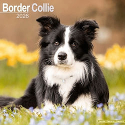 Border Collie Calendar 2026 Square Dog Breed Wall Calendar 16 Month Avonside Publishing Ltd