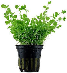 Micranthemum Umbrosum În Ghiveci