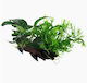 Microsorum Sp Върху Дърво Вендуза Xl