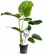 Aquaflora Anubias Barteri Topf