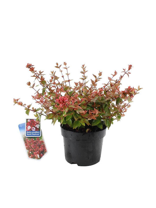 Abelia 'mystic Daydream' 17cm Abelia 'mystic Daydream' 17cm