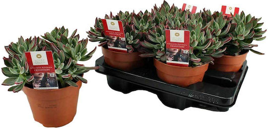 Echeveria 'Devotion' 13см