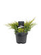 Juniperus 'Gold Coast' 17см