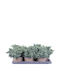 Juniperus 'blue Star' 17cm