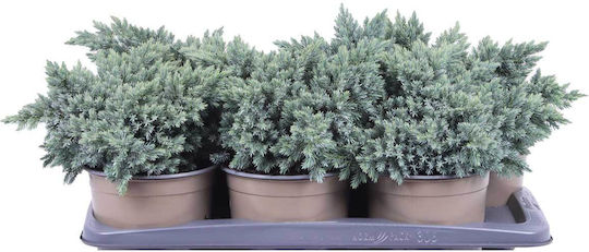 Juniperus 'blue Star' 17cm