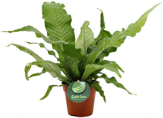 Microsorum 'crocodyllus' 12cm
