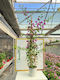 Βουκαμβίλια Bougainvillea Dania Bamboo Piramide Colour Fuchsia
