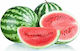 Evotris Samen Wassermelone Crimson Sweet 20gr